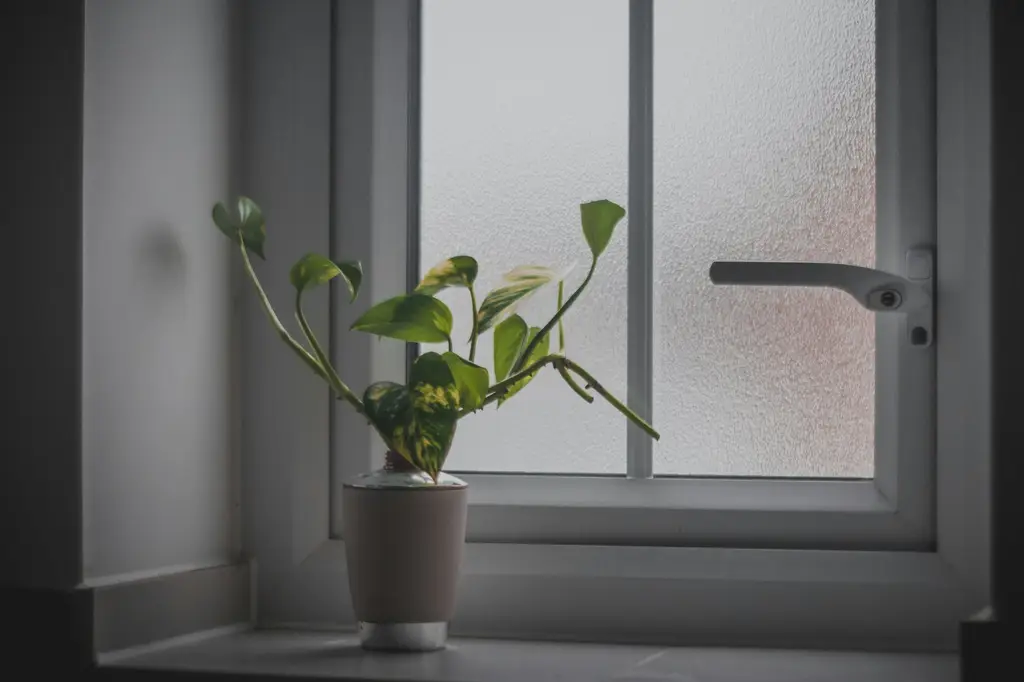 黃金葛品種大觀：打造綠意盎然的室內天堂