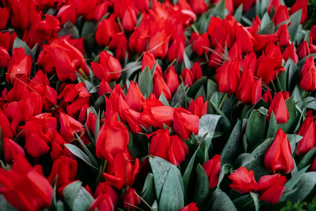 人氣室內植栽三巨頭：白金葛、黃金葛、黃金葛