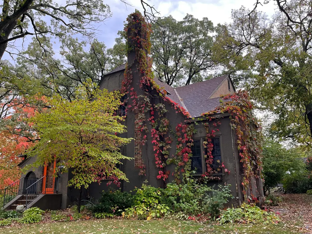 黃金葛：居家綠化首選，淨化空氣又好顧！