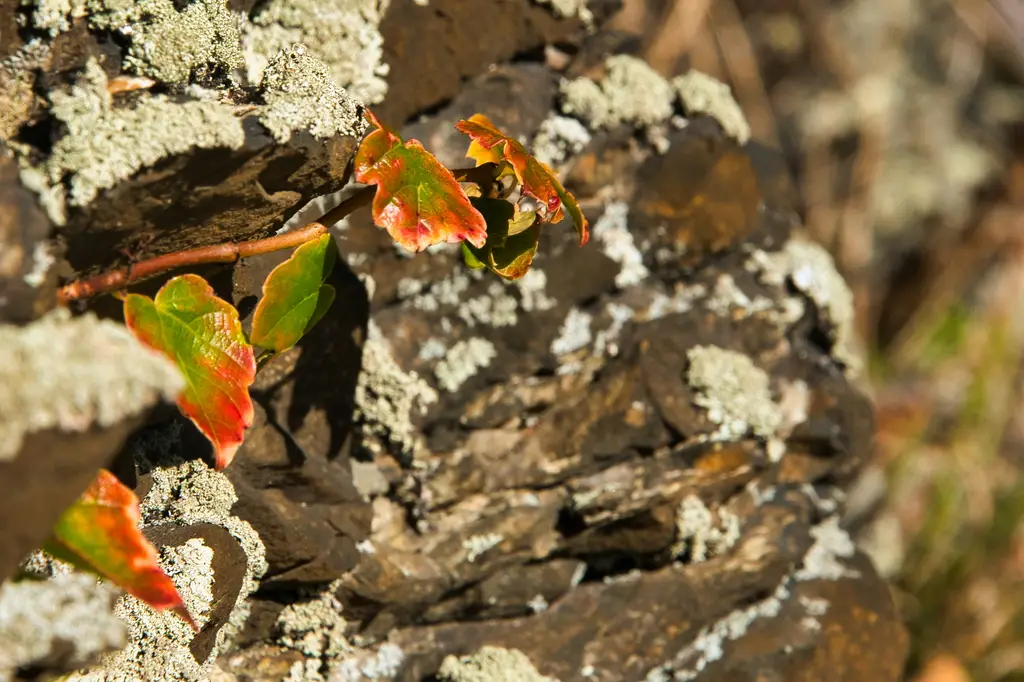 黃金葛水栽懶人包：打造綠意盎然的居家生活