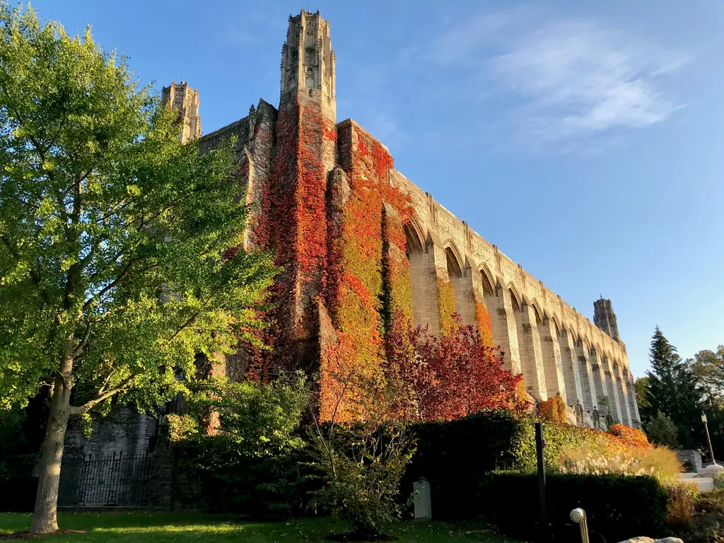 黃金葛白斑：室內綠化的新寵