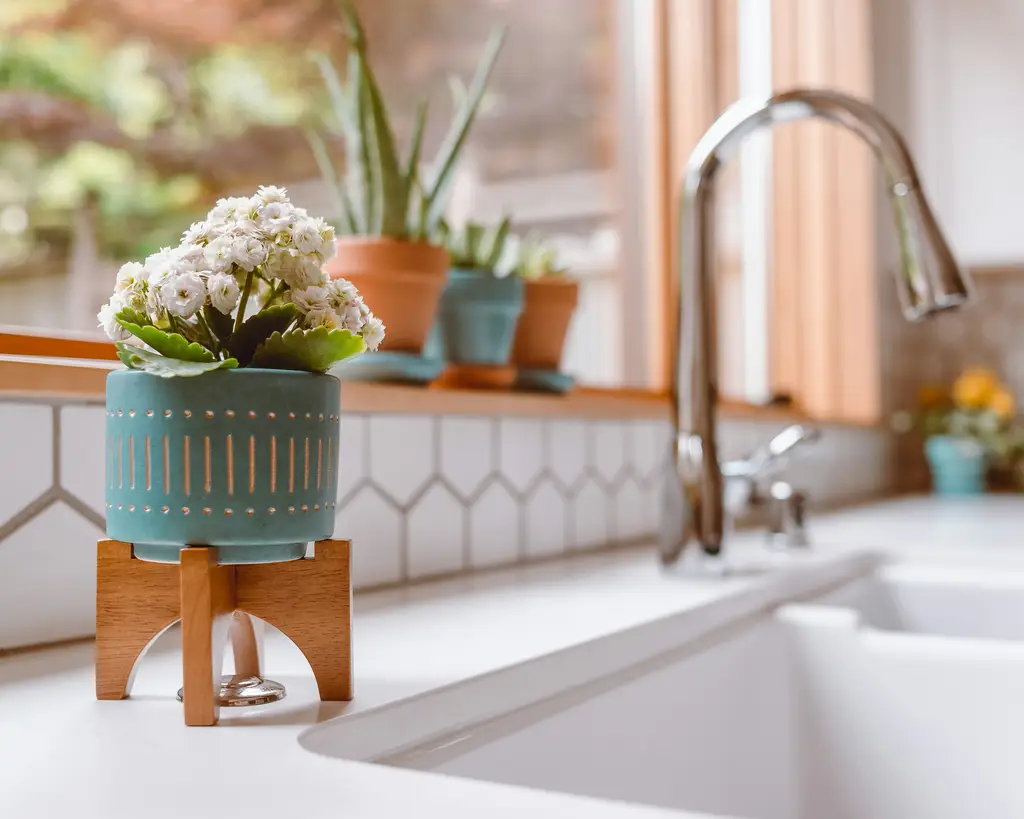 台灣居家綠化三寶：黃金葛、蛇木柱、黃金葛柱